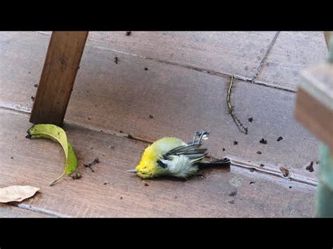 死鳥處理|鳥死掉怎麼處理？